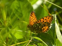 maudoc.com • Boloria titania •  IMG_1538 copia.jpg   Boloria titania